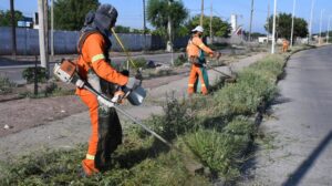 1010x567_desmalezamiento-472853-202910 (3)