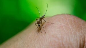 1010x567_dengue-473054-084214
