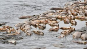 1010x567_mortandad-masiva-peces-466703-204615