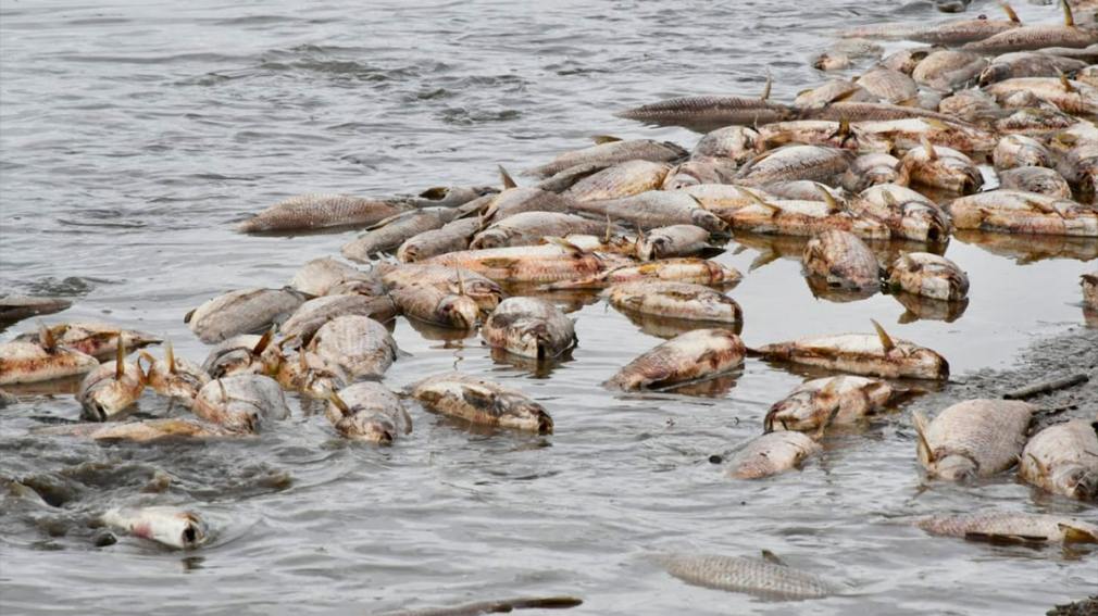 1010x567_mortandad-masiva-peces-466703-204615
