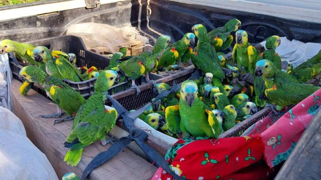loros-habladores