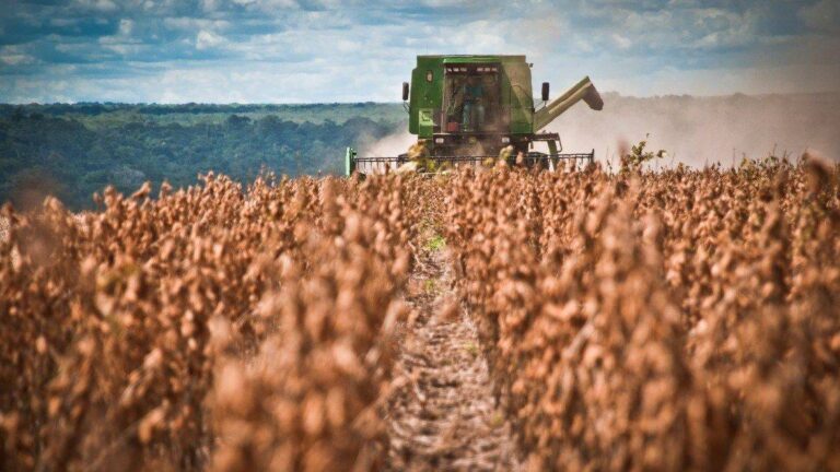 campo-768x432