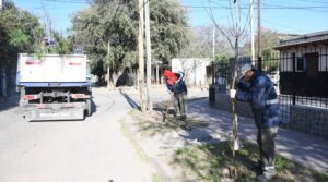ARBOLADO-URBANO-800x445