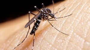 dengue-sss-800x445