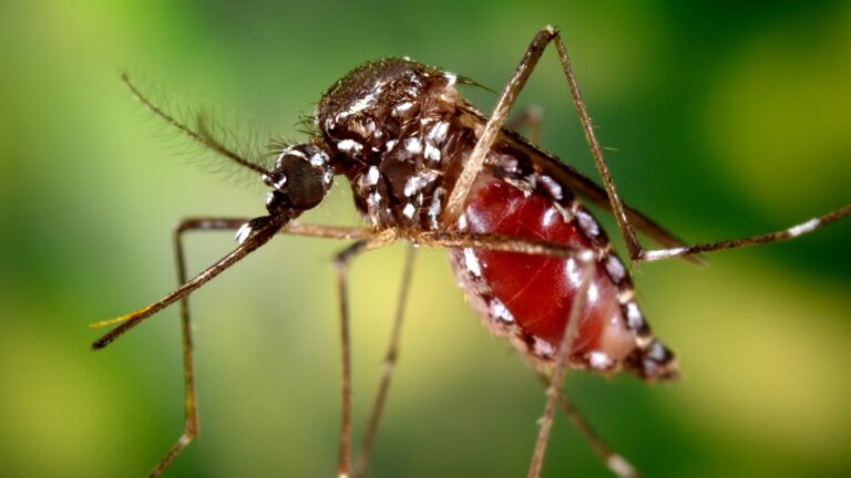 chikungunya-768x432